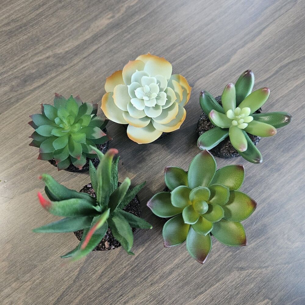 Artificial Succulent Plants - Set of 5